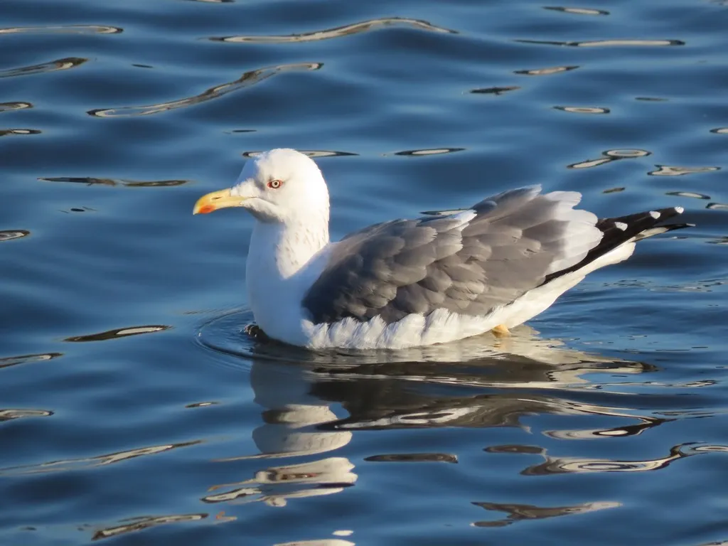 灰背鸥(Larus schistisagus)