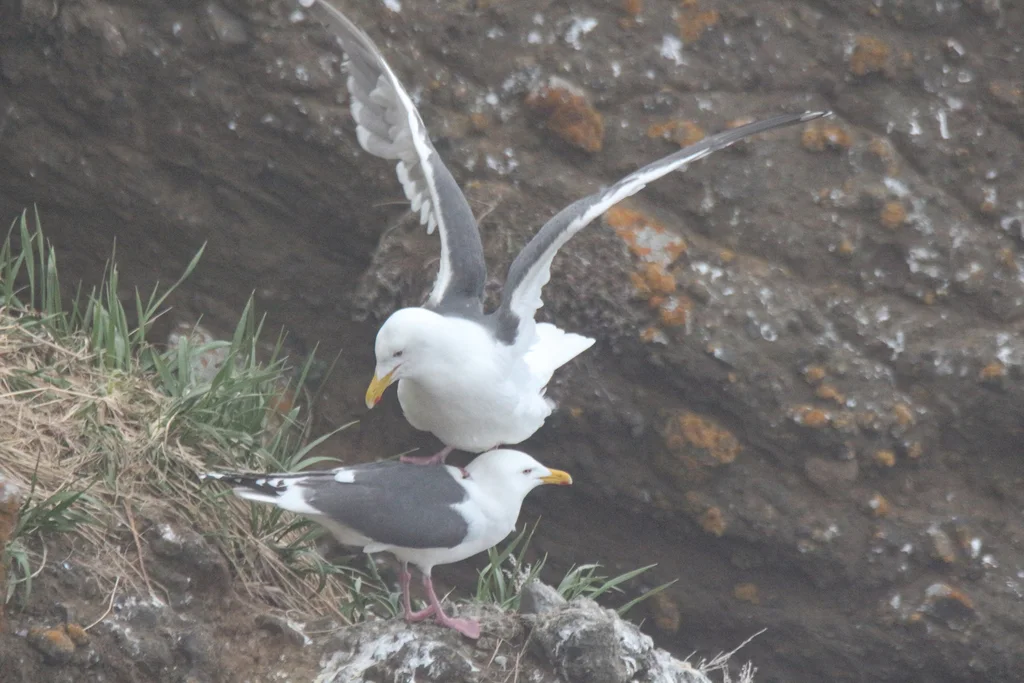 灰背鸥(Larus schistisagus)