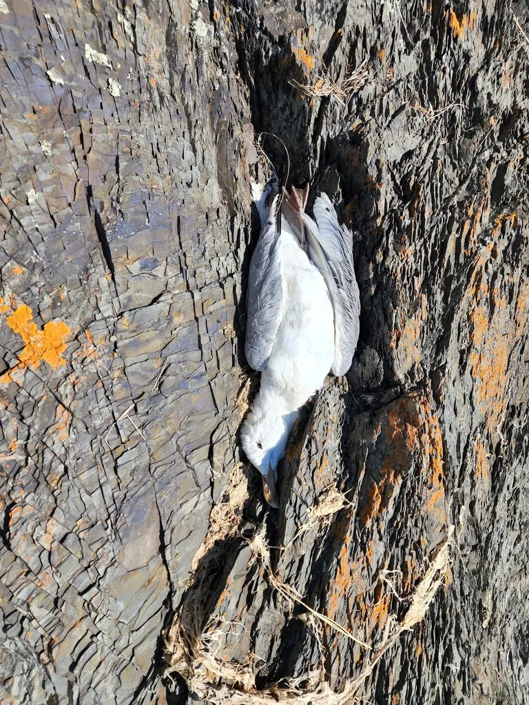 美洲银鸥(Larus smithsonianus)