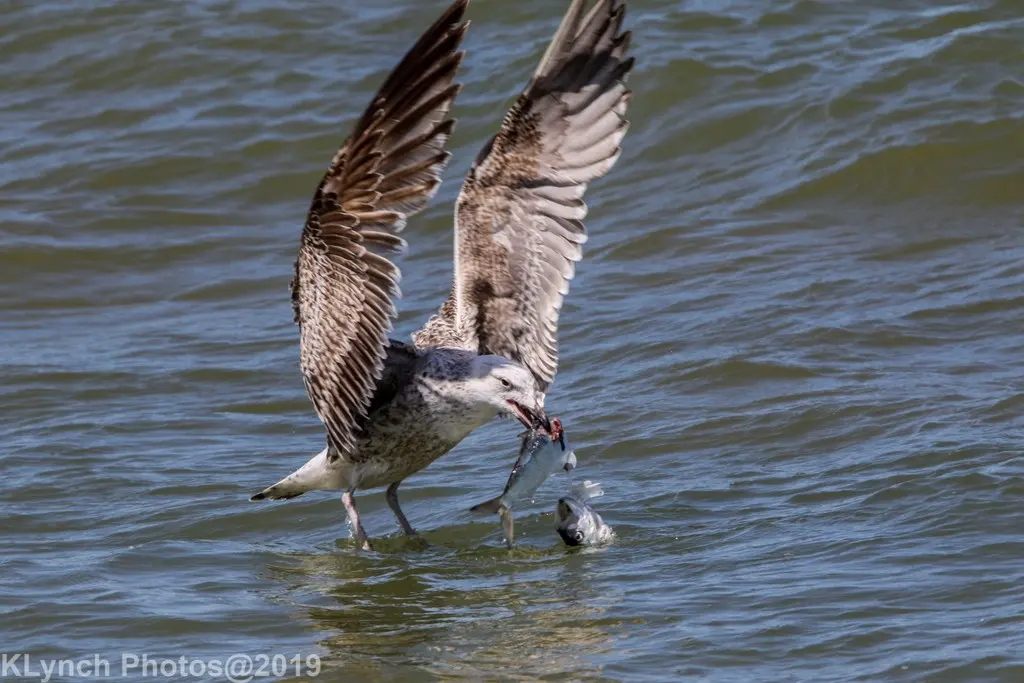 美洲银鸥(Larus smithsonianus)