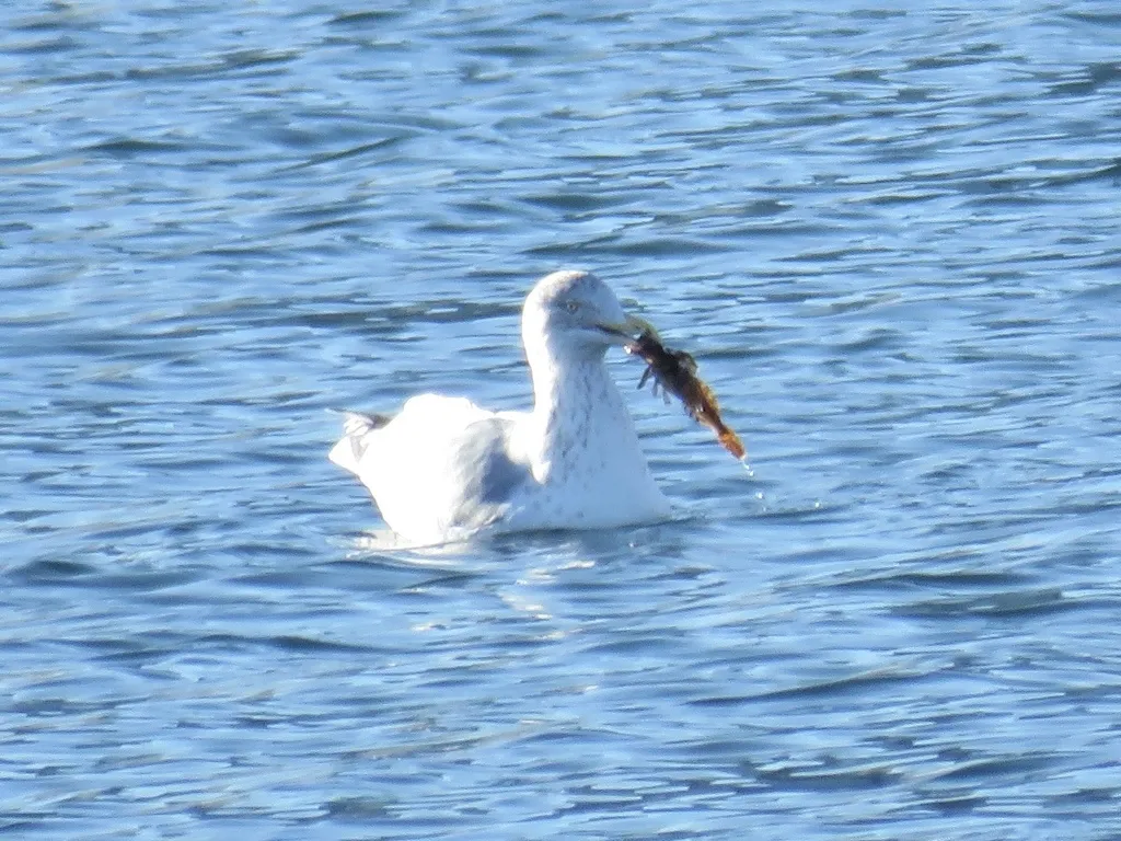 美洲银鸥(Larus smithsonianus)