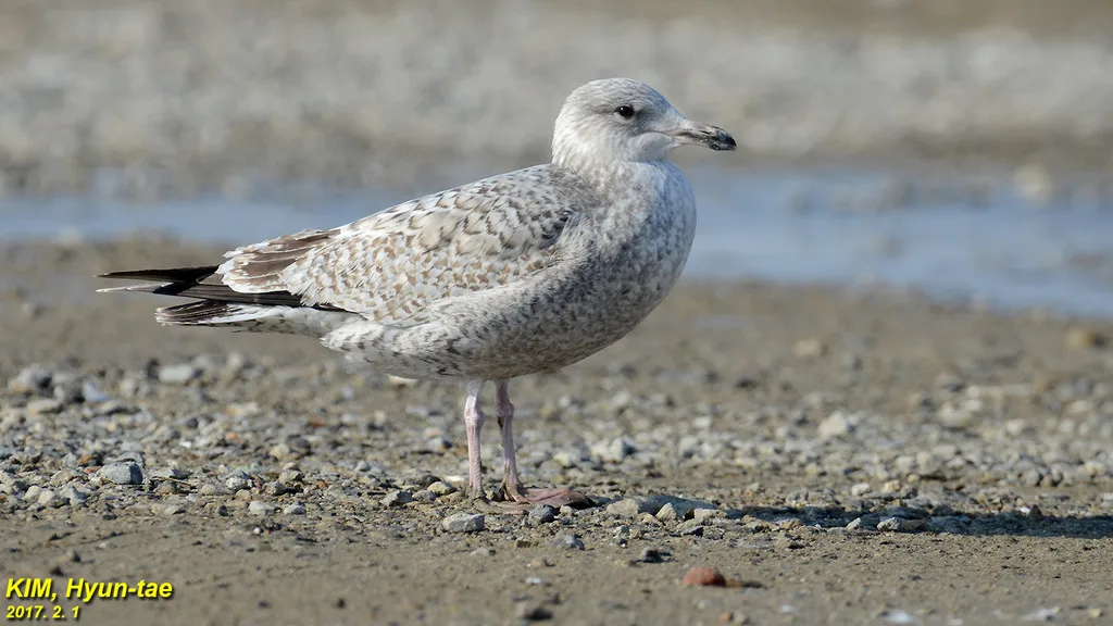 西伯利亚银鸥(Larus vegae)