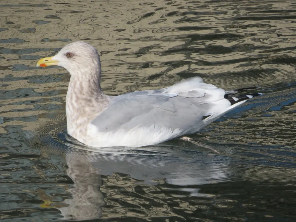 西伯利亚银鸥(Larus vegae)