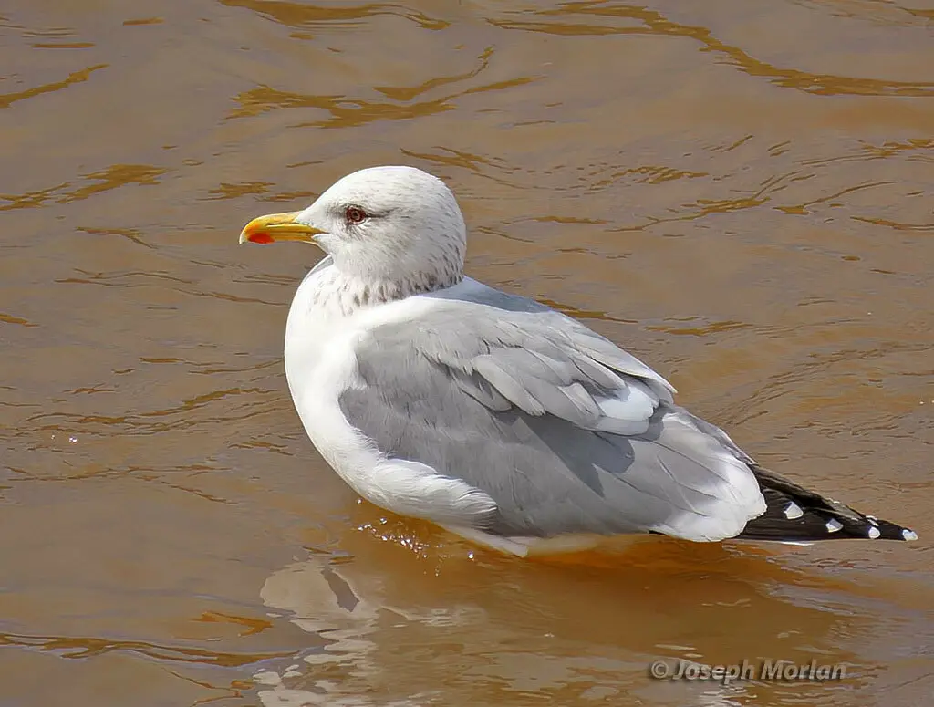 西伯利亚银鸥(Larus vegae)
