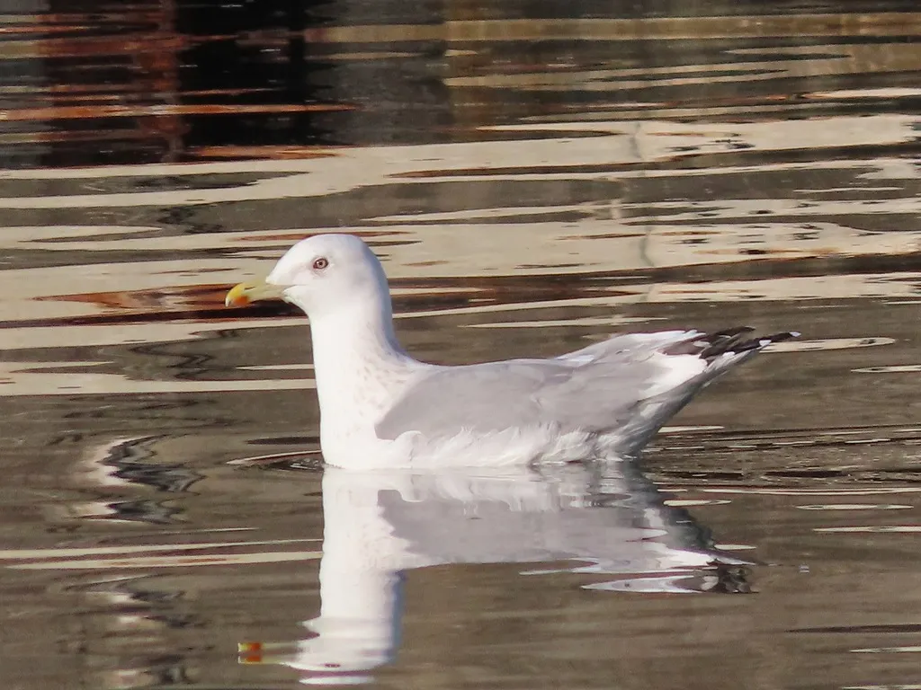 西伯利亚银鸥(Larus vegae)