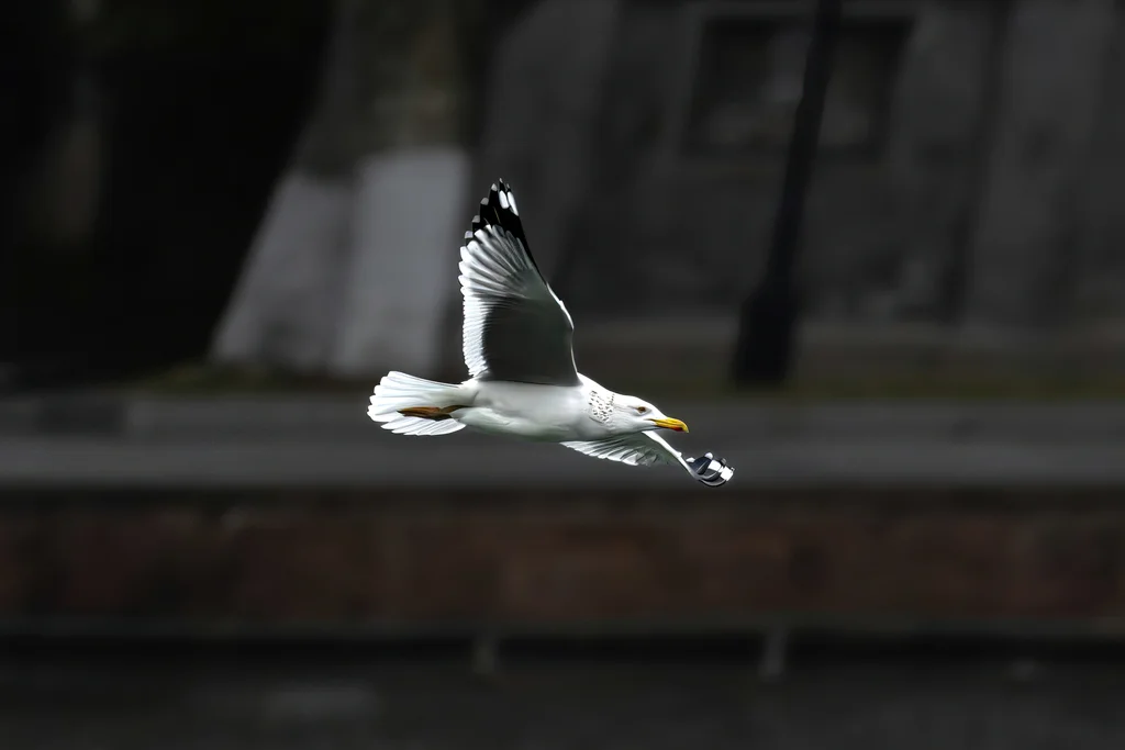西伯利亚银鸥(Larus vegae)