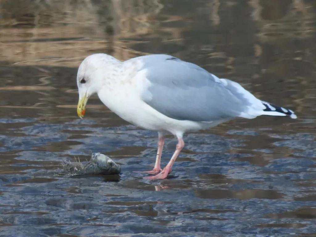 西伯利亚银鸥(Larus vegae)