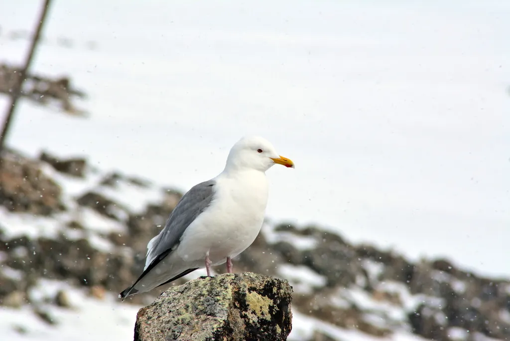 西伯利亚银鸥(Larus vegae)