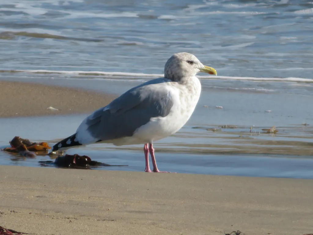 西伯利亚银鸥(Larus vegae)
