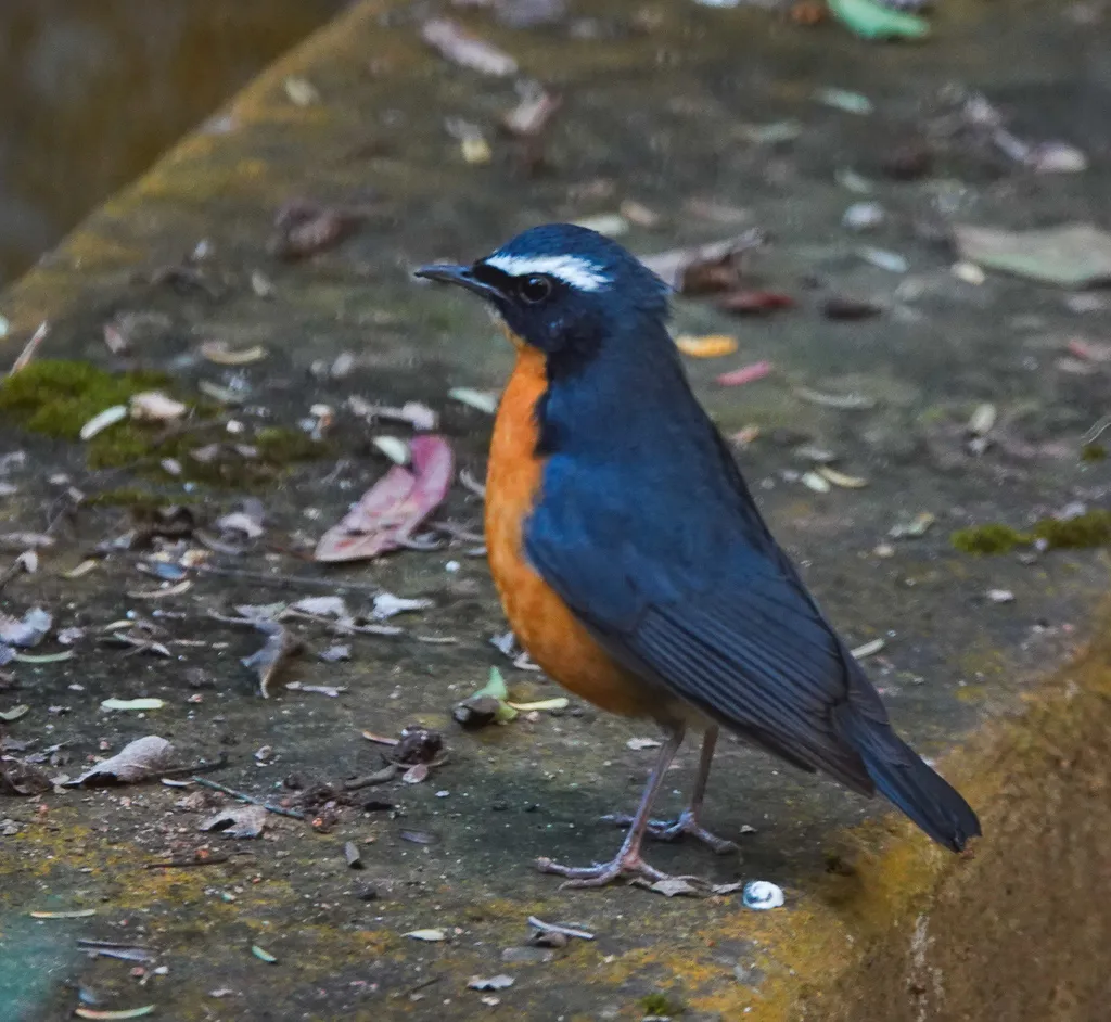 栗腹歌鸲(Larvivora brunnea)
