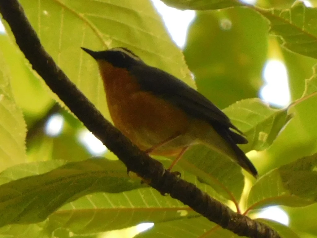 栗腹歌鸲(Larvivora brunnea)