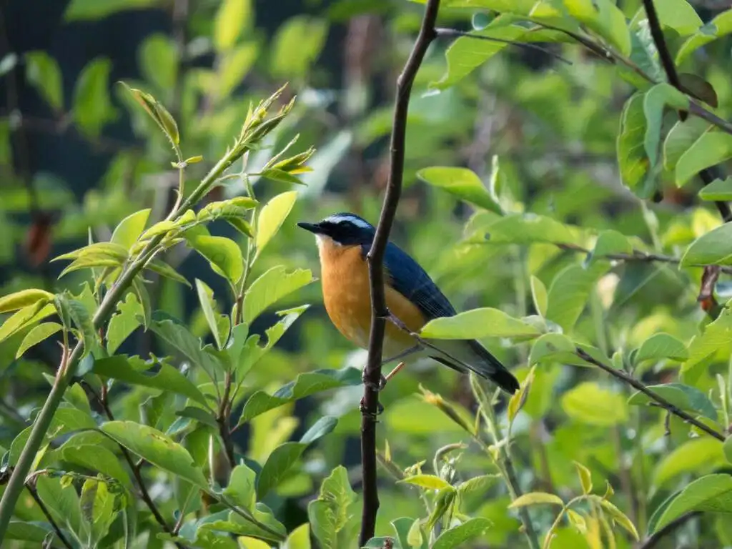 栗腹歌鸲(Larvivora brunnea)