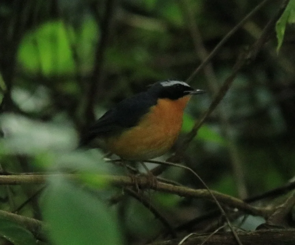 栗腹歌鸲(Larvivora brunnea)