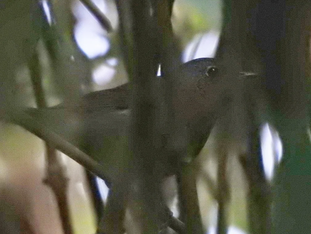 栗腹歌鸲(Larvivora brunnea)