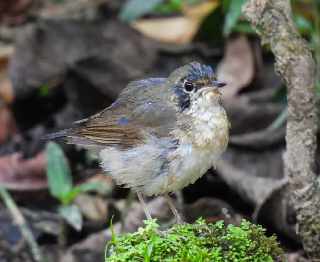 蓝歌鸲(Larvivora cyane)