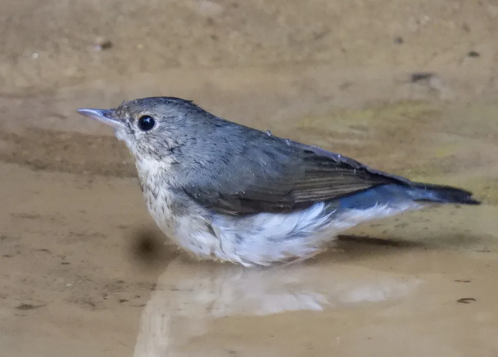 蓝歌鸲(Larvivora cyane)