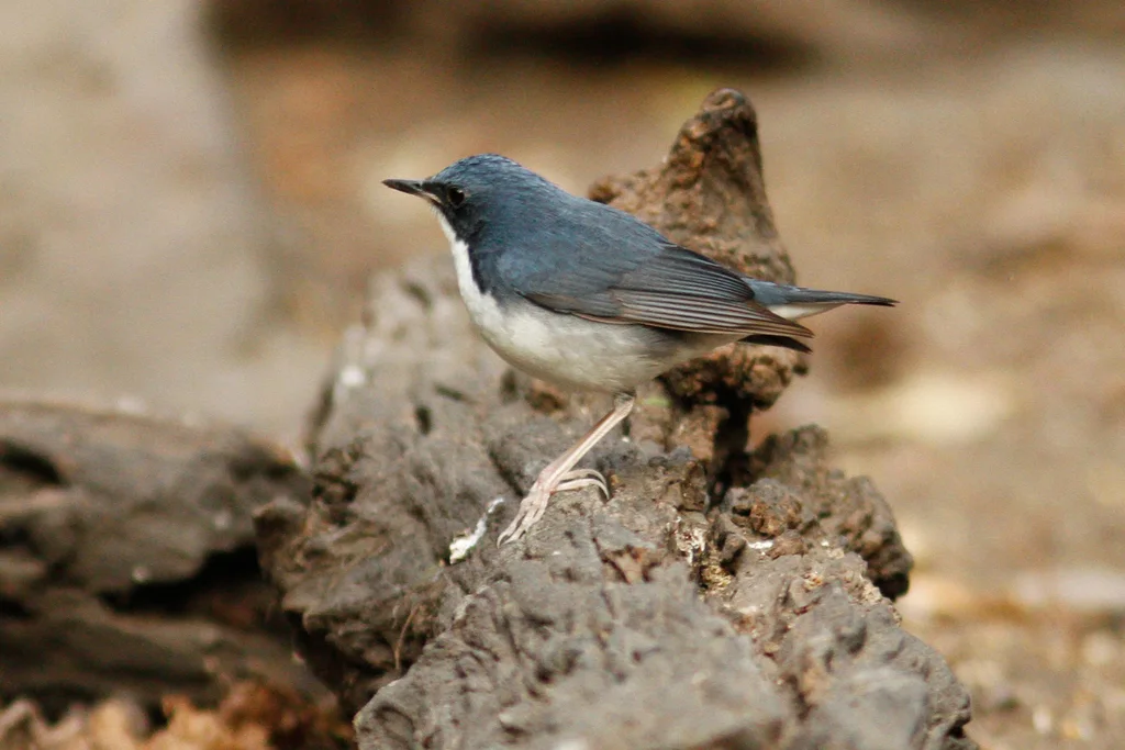 蓝歌鸲(Larvivora cyane)