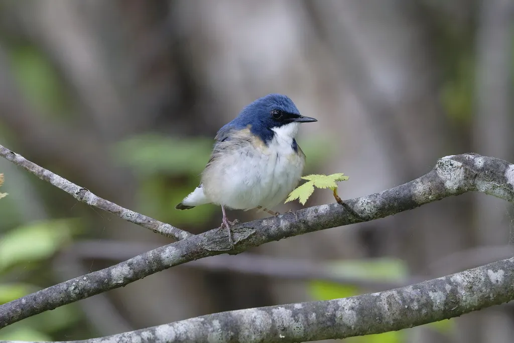 蓝歌鸲(Larvivora cyane)