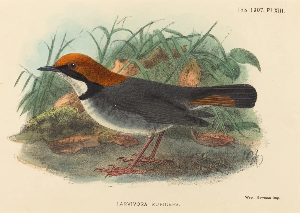 棕头歌鸲（Larvivora ruficeps）