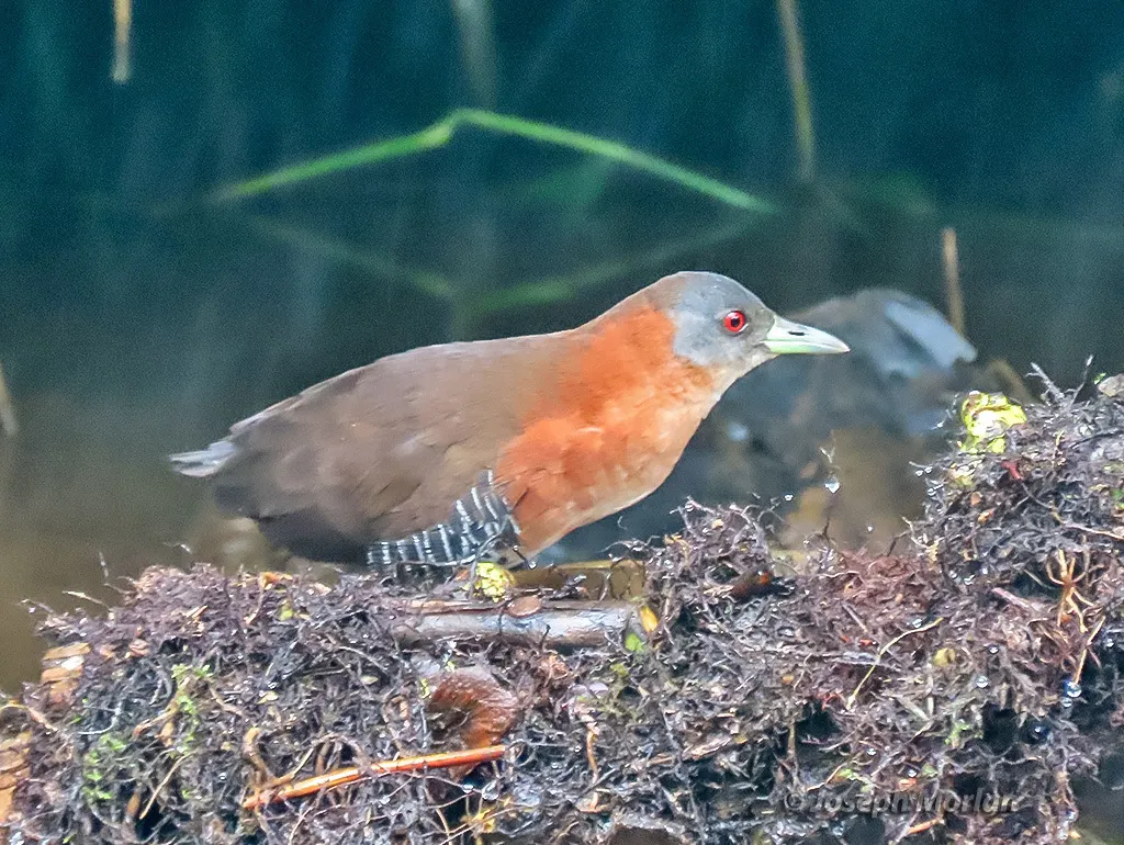 白喉田鸡(Laterallus albigularis)