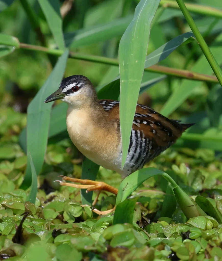 黄胸田鸡(Laterallus flaviventer)