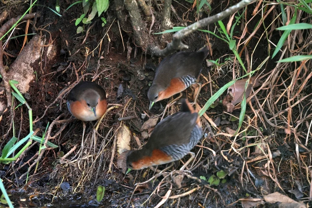 棕胁田鸡(Laterallus melanophaius)