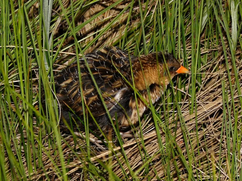 达尔文花田鸡(Laterallus notatus)