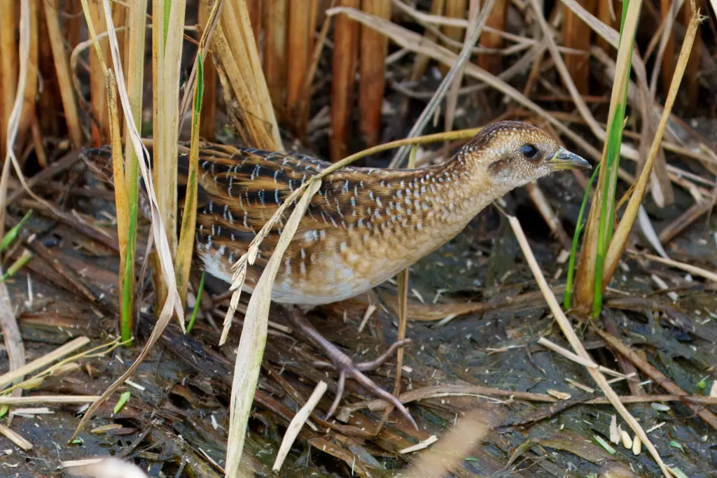 达尔文花田鸡(Laterallus notatus)