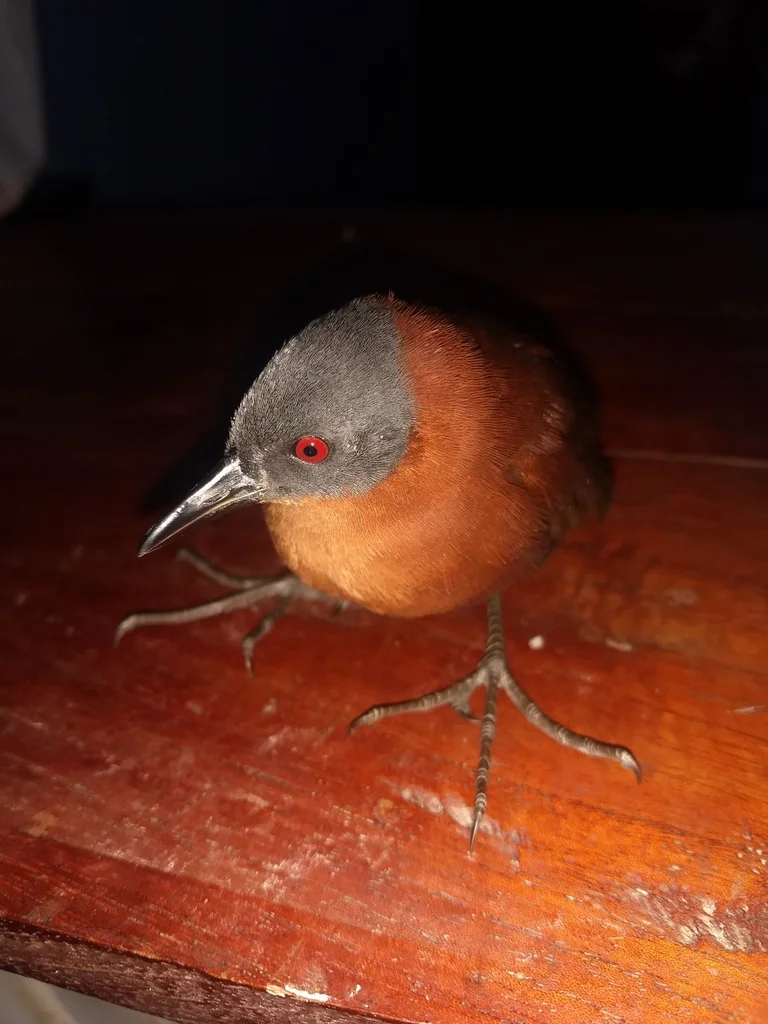 红田鸡(Laterallus ruber)