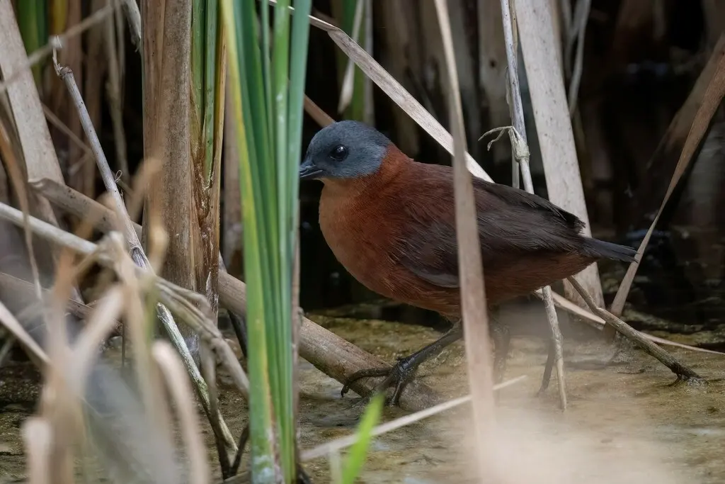 红田鸡(Laterallus ruber)
