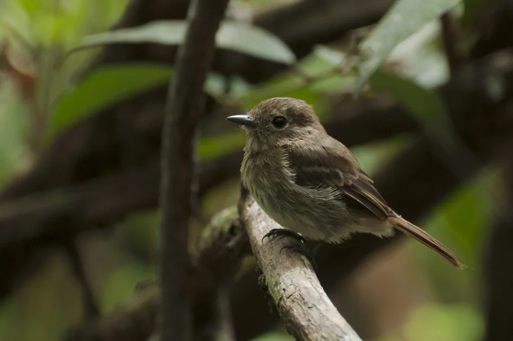 南美纹霸鹟(Lathrotriccus euleri)
