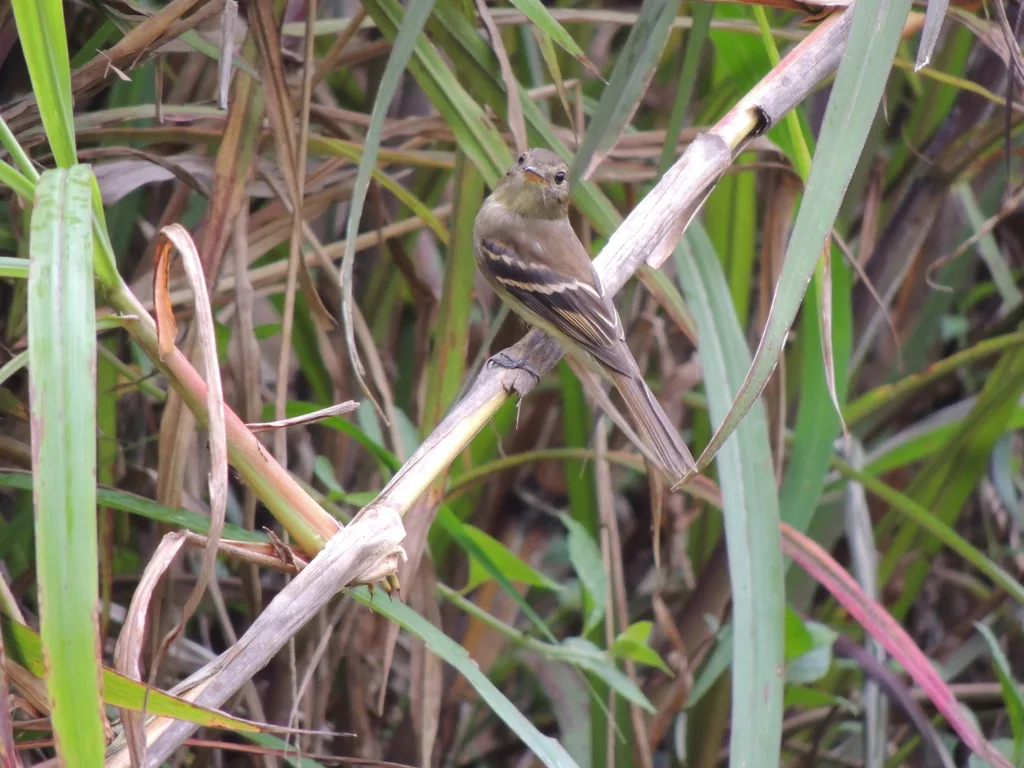 南美纹霸鹟(Lathrotriccus euleri)
