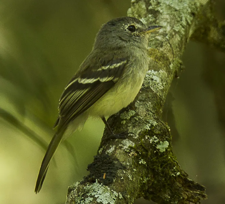 灰胸纹霸鹟(Lathrotriccus griseipectus)