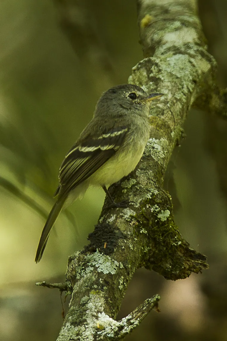 灰胸纹霸鹟(Lathrotriccus griseipectus)