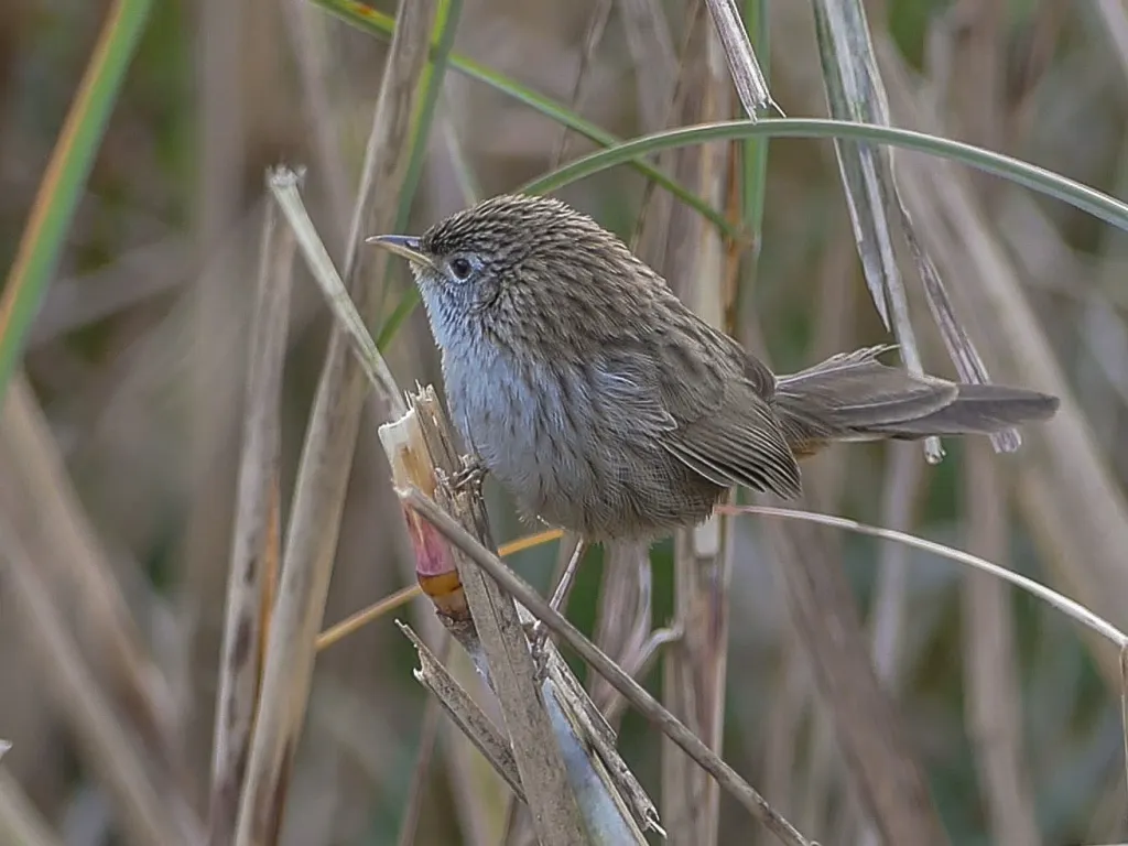 长尾山鹪鹛(Laticilla burnesii)