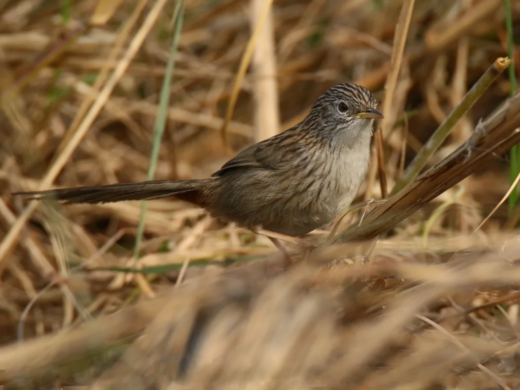 长尾山鹪鹛(Laticilla burnesii)