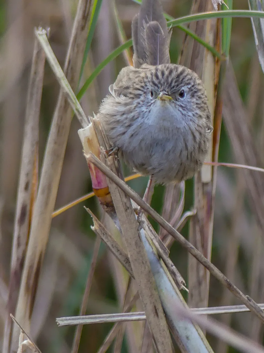 长尾山鹪鹛(Laticilla burnesii)