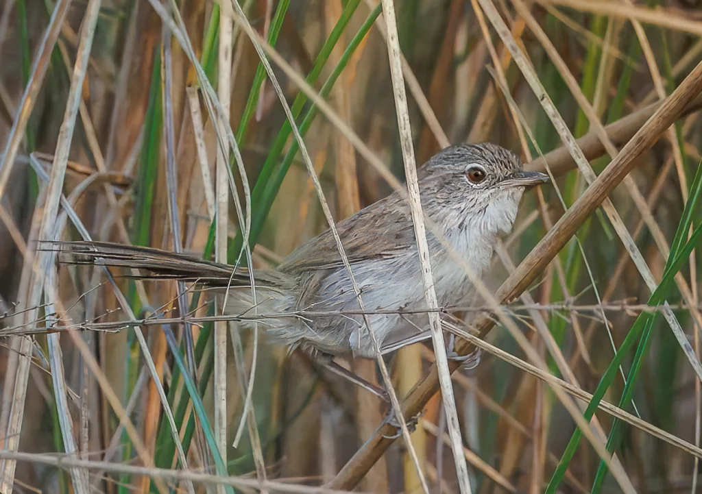 沼泽山鹪鹛(Laticilla cinerascens)