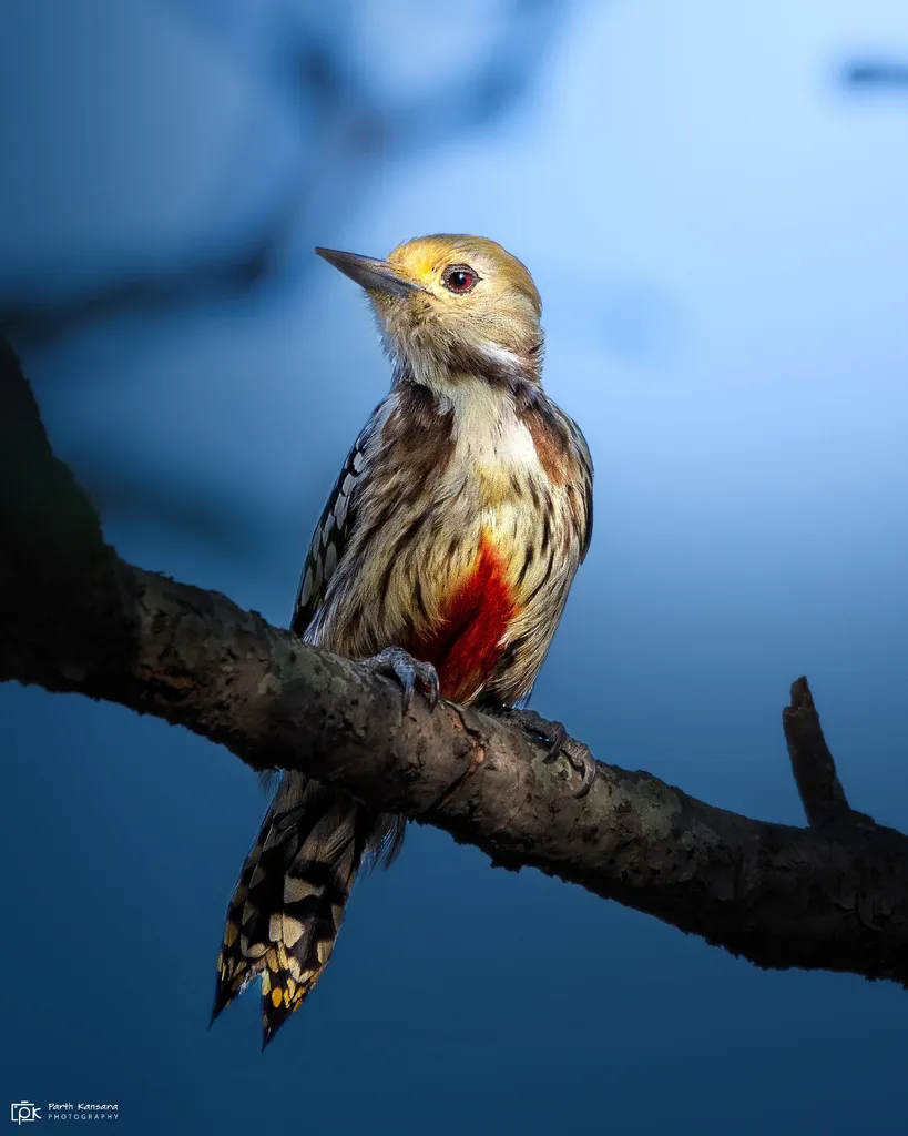 黄冠斑啄木鸟(Leiopicus mahrattensis)