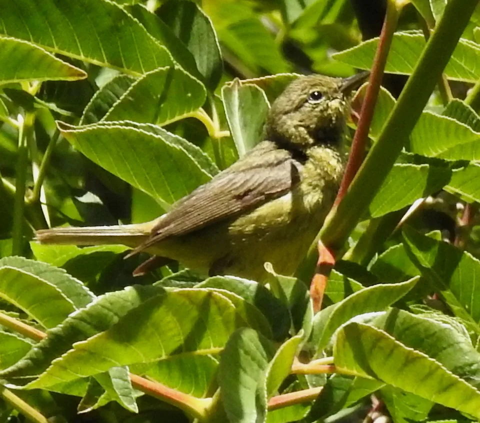 橙冠虫森莺(Leiothlypis celata)