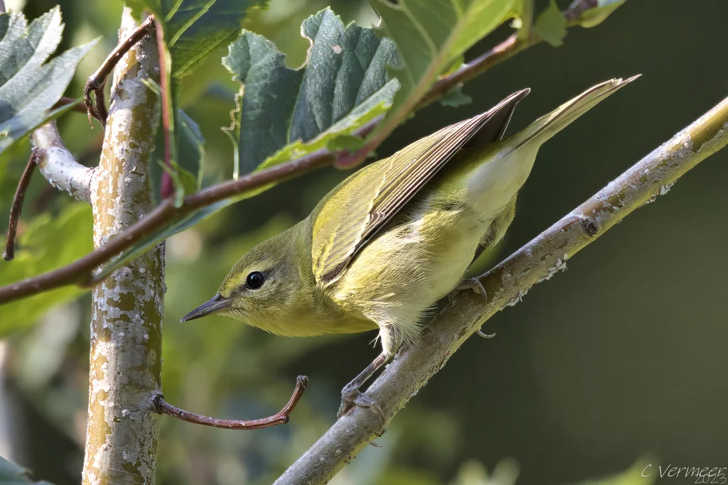 灰冠虫森莺(Leiothlypis peregrina)