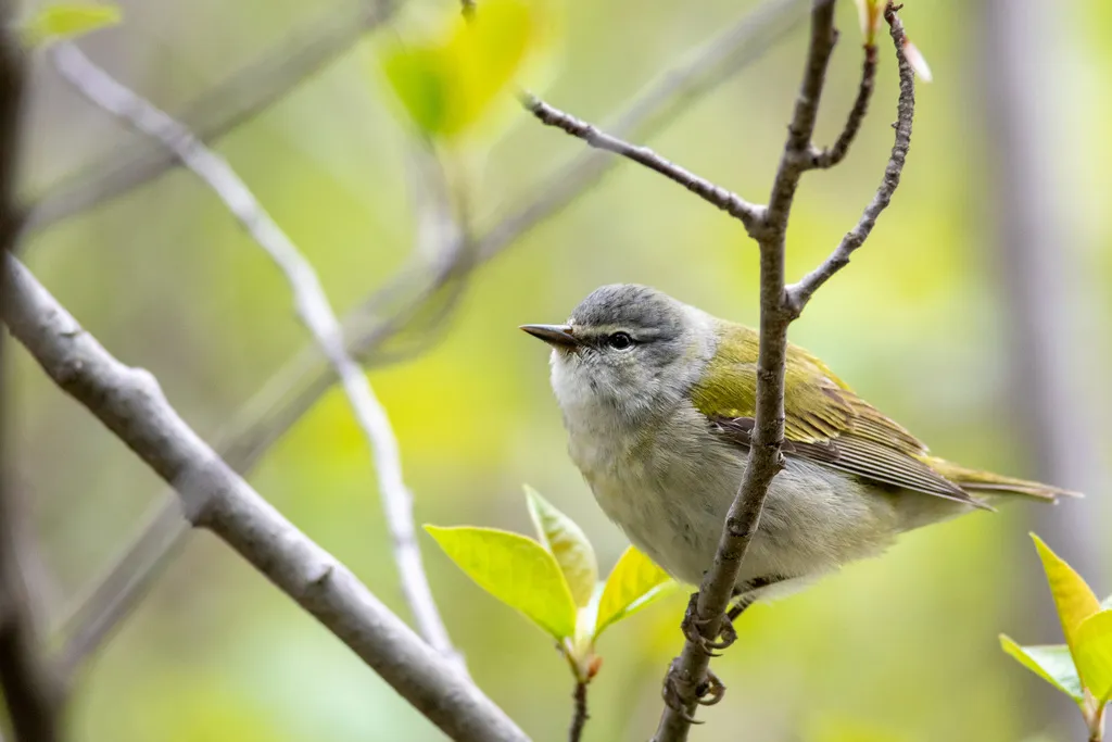 灰冠虫森莺(Leiothlypis peregrina)