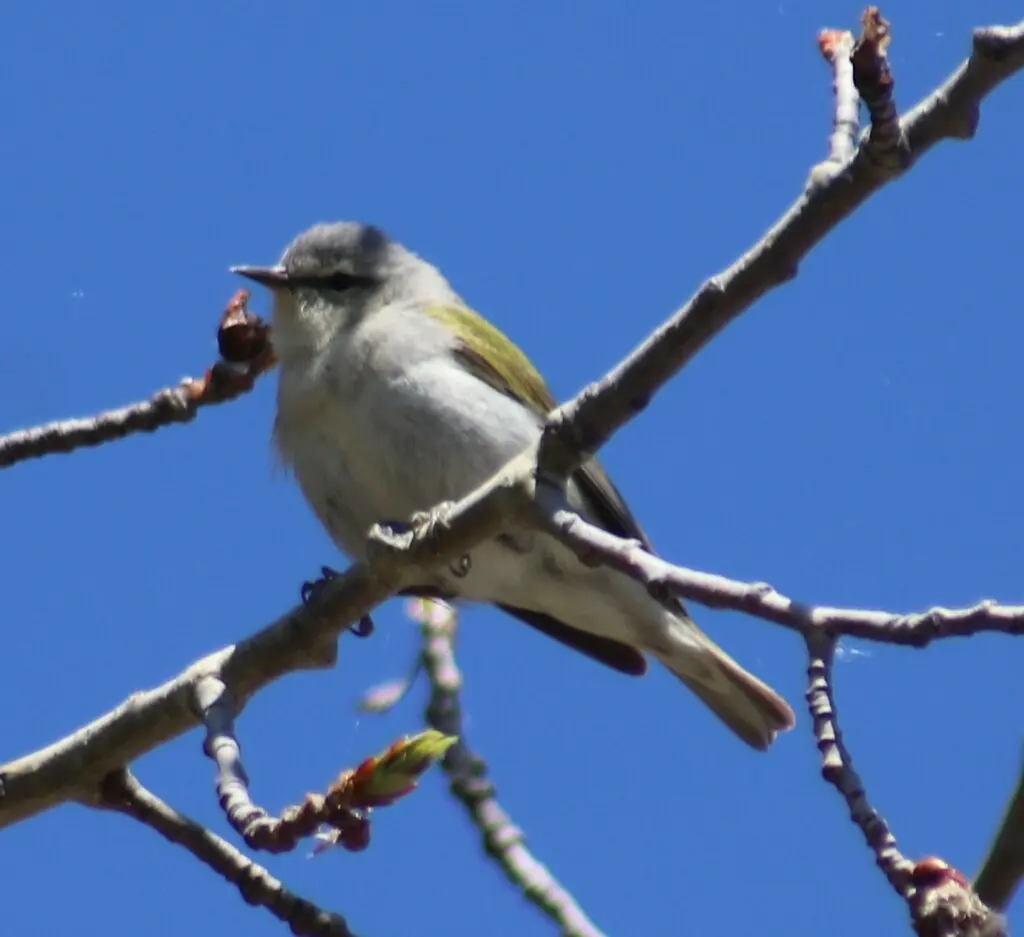 灰冠虫森莺(Leiothlypis peregrina)