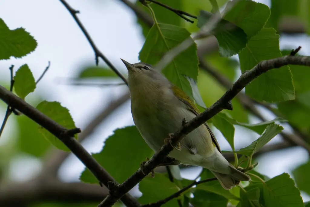 灰冠虫森莺(Leiothlypis peregrina)