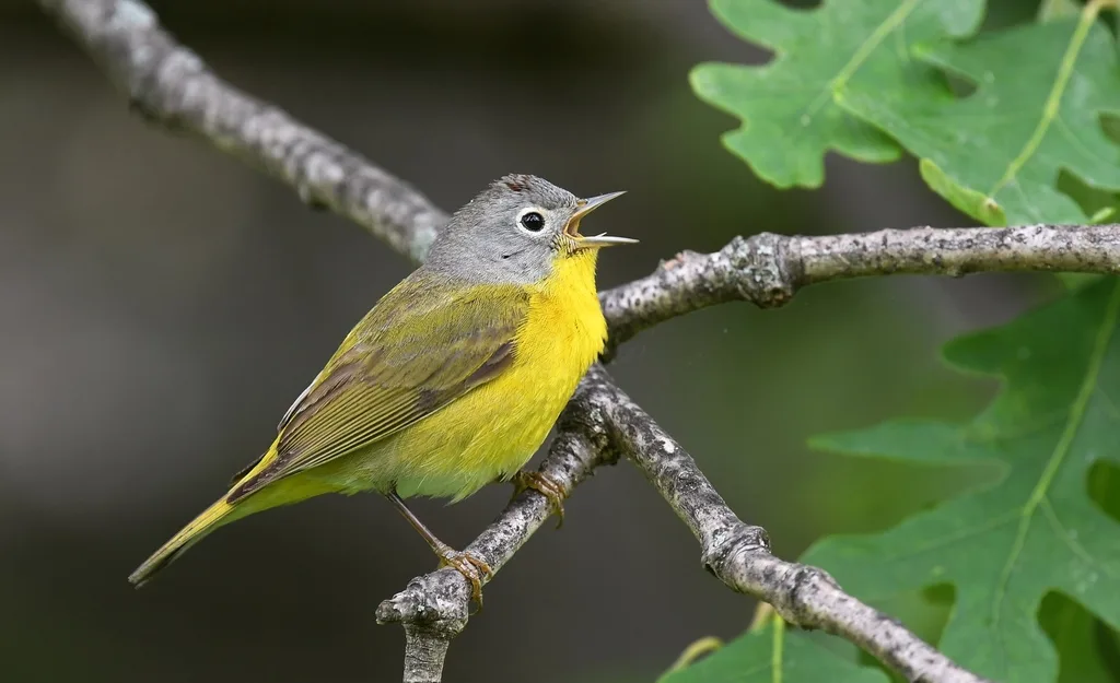 黄喉虫森莺(Leiothlypis ruficapilla)