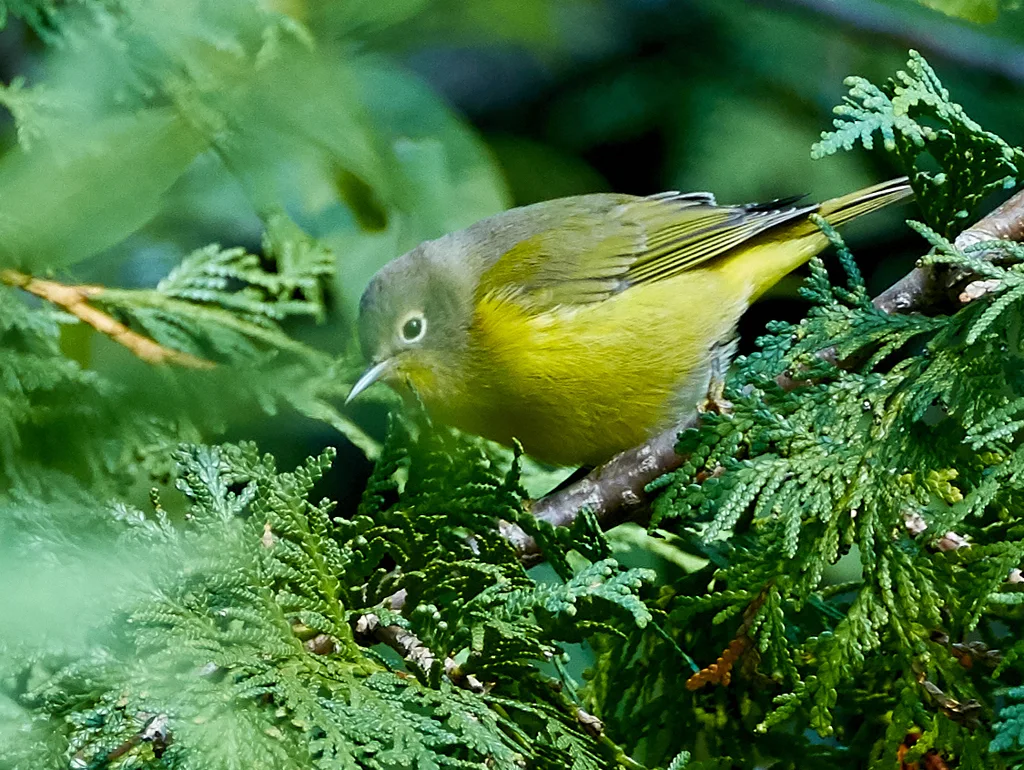 黄喉虫森莺(Leiothlypis ruficapilla)