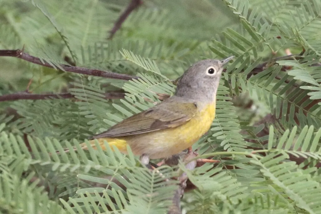 黄喉虫森莺(Leiothlypis ruficapilla)