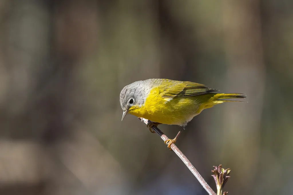 黄喉虫森莺(Leiothlypis ruficapilla)