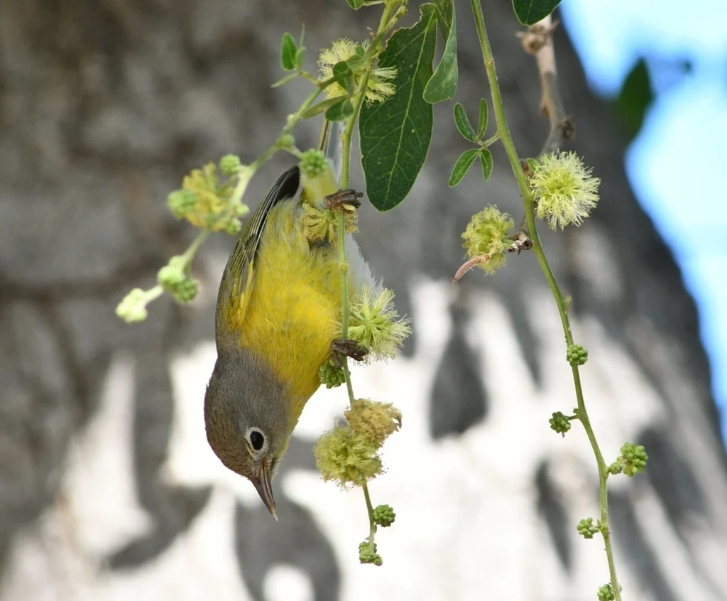 黄喉虫森莺(Leiothlypis ruficapilla)