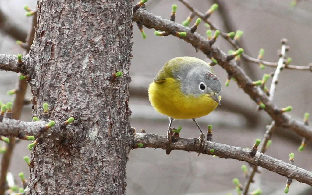 黄喉虫森莺(Leiothlypis ruficapilla)